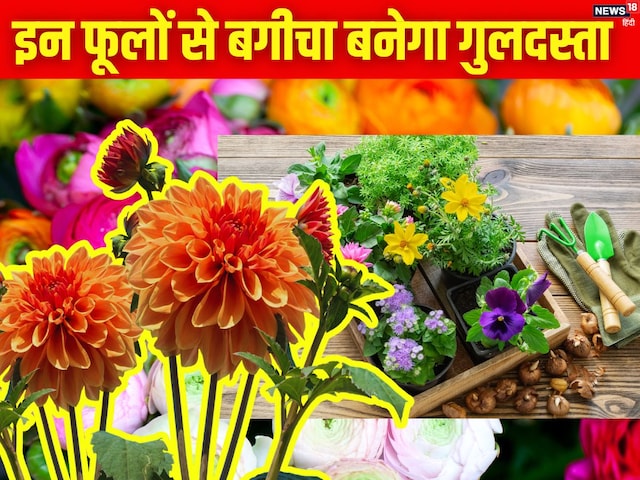 दिसंबर में लगाएं 5 वेरायटी के रंग-बिरंगे फूल, बगीचा दिखेगा गुलदस्ते जैसा दिसंबर में लगाएं 5 वेरायटी के रंग-बिरंगे फूल, बगीचा दिखेगा गुलदस्ते जैसा