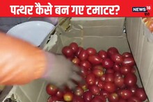 VIDEO: पत्‍थर बन गए टमाटर, रात तक ठीक थे, सुबह देखा तो चौंक उठे