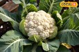 Cauliflower Benefits: सर्दियों में फूल गोभी का करें सेवन, प्रेग्नेंट महिलाओं के लिए फायदेमंद!