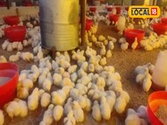 बहुत खतरनाक है ये रोग, बंद हो सकता है मुर्गी फार्म, यहां जानें लक्षण और बचाव