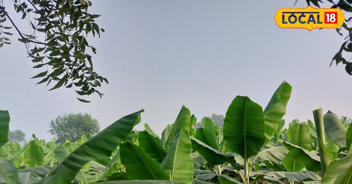 मेहनत कम…कमाई ज्यादा, ग्रेजुएट किसान ने शुरू की इस फल की खेती, बदली तकदीर