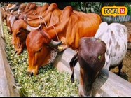 सर्दियों में बीमार नहीं पड़ेंगी गाय-भैंस, ठंड से बचाव के जानें टिप्स