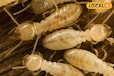 Termites Form Land: जमीन में लग गए हैं दीमक, करें ये आसान उपाय, जड़ से खत्म होगी समस्या