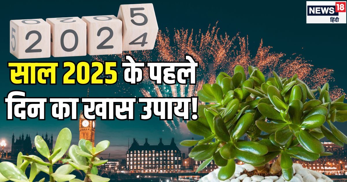 नए साल के पहले दिन घर लाएं यह लकी ट्री, चुंबक की तरह खिंचा आएगा पैसा, हमेशा के लिए दूर हो जाएगी आर्थिक तंगी!