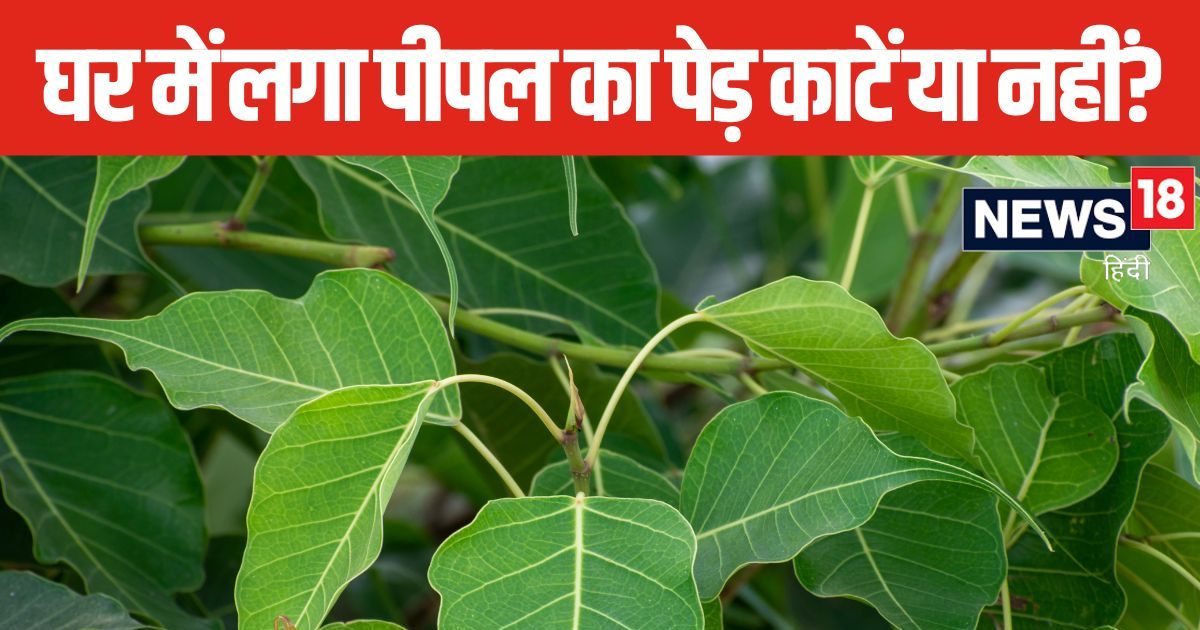 घर में बिना उगाय ही उग गया है पीपल का पेड़? काटने से पहले पंडित जी जान लें नियम, आप भी जानिए किस तरह काटें