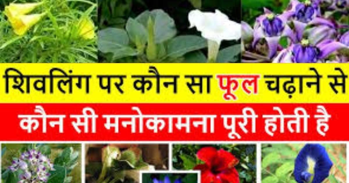 Mahadev puja with Flower : हर समस्या के लिए अलग फूल, जानिये भोलेनाथ पर कौन सा फूल चढ़ाने से क्या फल मिलता है !
