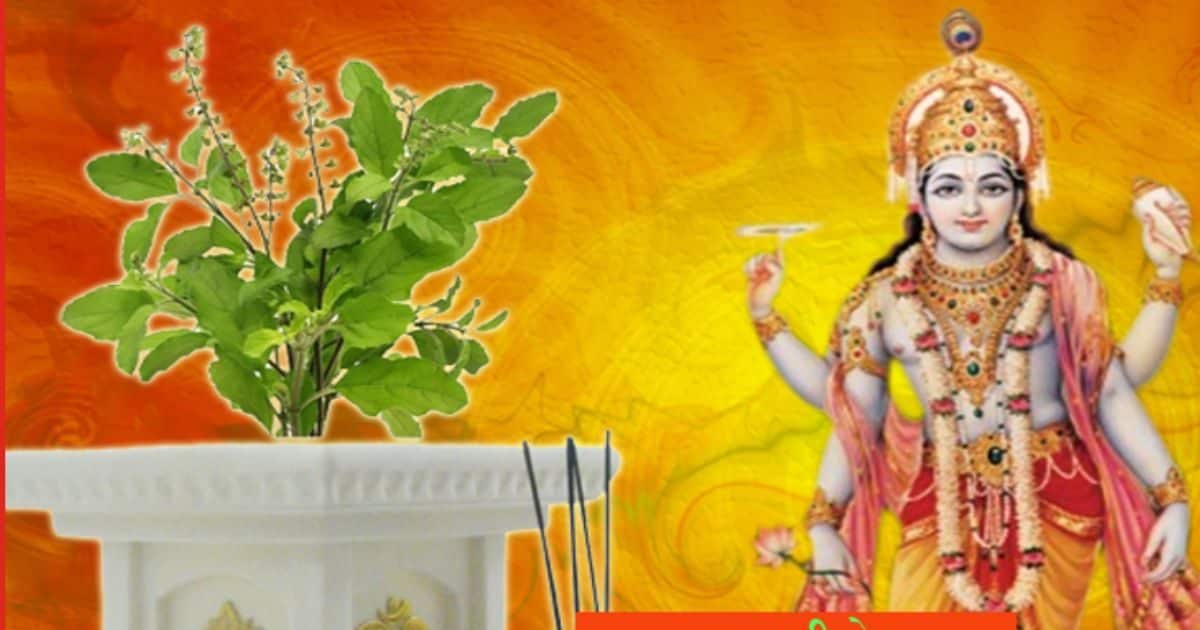 तोड़ना तो दूर इस दिन छुएं भी नहीं तुलसी का पौधा, नहीं तो तरस जाएंगे सुख-समृद्धि के लिए! जानें नियम