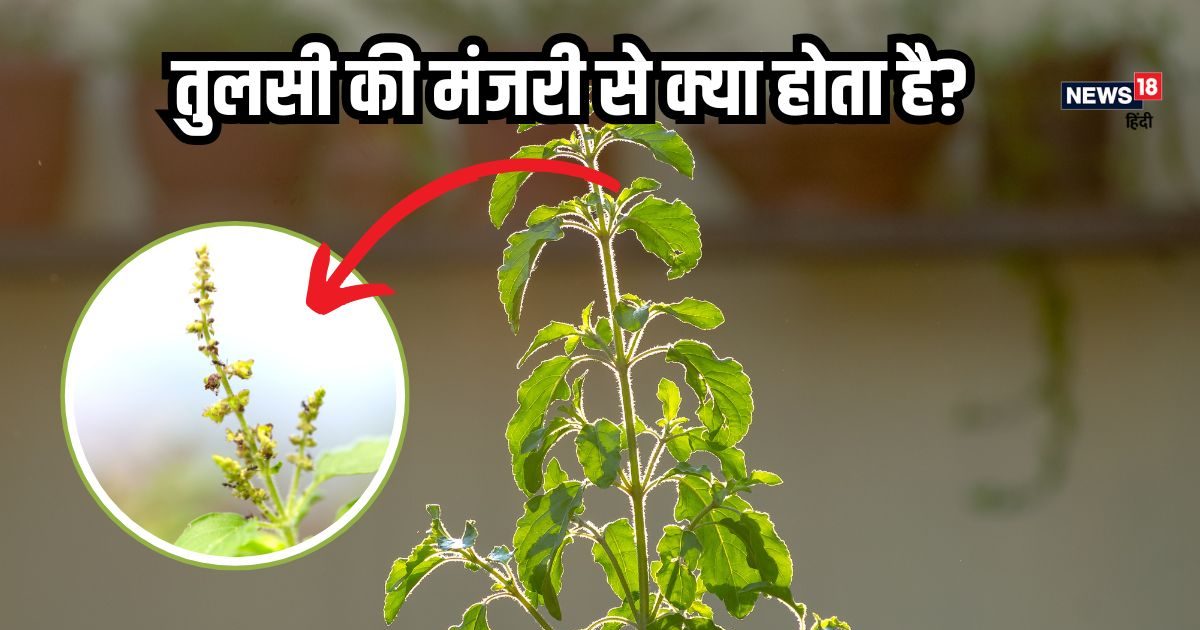तुलसी की मंजरी से क्या किया जाता है? धार्मिक ही नहीं, हेल्थ के लिए भी फायदेमंद, जानें यहां