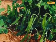 कोडरमा में ठंड ने फसलों को किया बर्बाद! जानें कैसे इन 3 आसान उपायों से किसान..