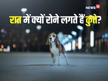 Why do dogs cry at night? Is this really a bad omen or can we see ghosts? Why do dogs cry at night? Is this really a bad omen or can we see ghosts?