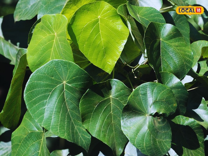 दवाईयों से भी ताकतवर है ये इस पत्ते का काढ़ा, खून में जमी गंदगी कर देता है साफ