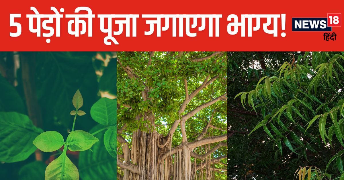 नौकरी में बनेंगे प्रमोशन के योग, कई बीमारियों से भी मिलेगा छुटकारा! नियमित रूप से करें 5 तरह के पेड़ों की पूजा