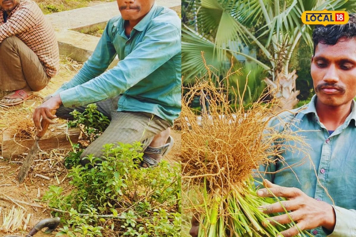 किसान बन सकते हैं करोड़पति! इस खेती से मिलेगा तगड़ा मुनाफा, जानिए पूरी जानकारी