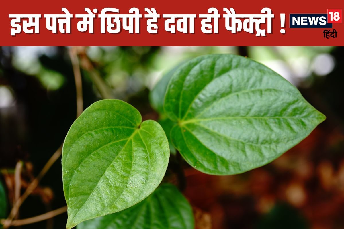 अरे यह पत्ता है या देसी दवा ! पेट की समस्याओं को कर देगा छूमंतर, मुंह की बदबू भी हो जाएगी दूर