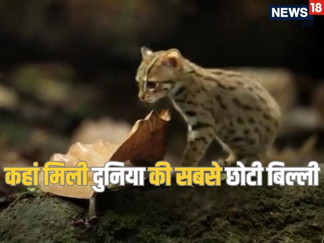 मुर्गी के अंडे जितना इस बिल्ली का बच्चा, कहां मिली दुनिया की सबसे छोटी कैट
