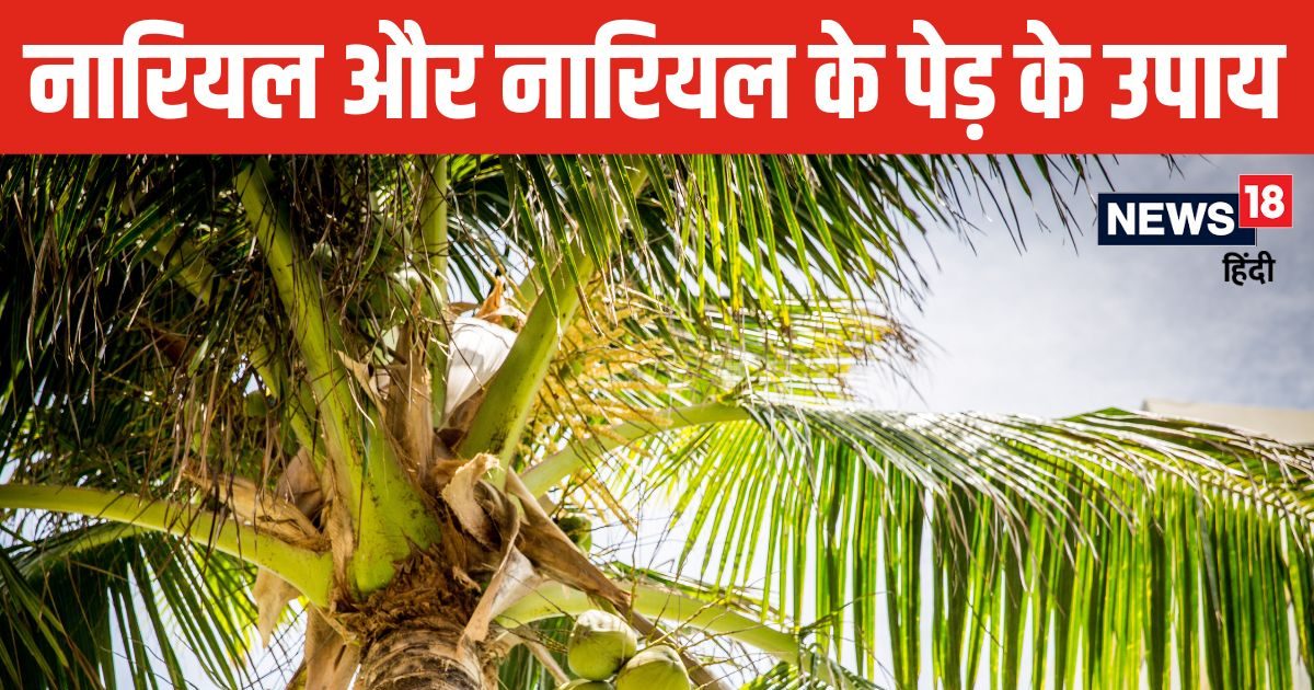 घर के आंगन में सही दिशा में लगा दें नारियल का पौधा, बिना संकट के दूर होगी आर्थिक तंगी, बनते चले जाएंगे रुके काम