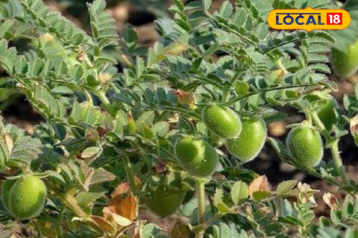 चने की इन किस्मों की करें खेती, किसानों को मिलेगा दोगुना मुनाफा