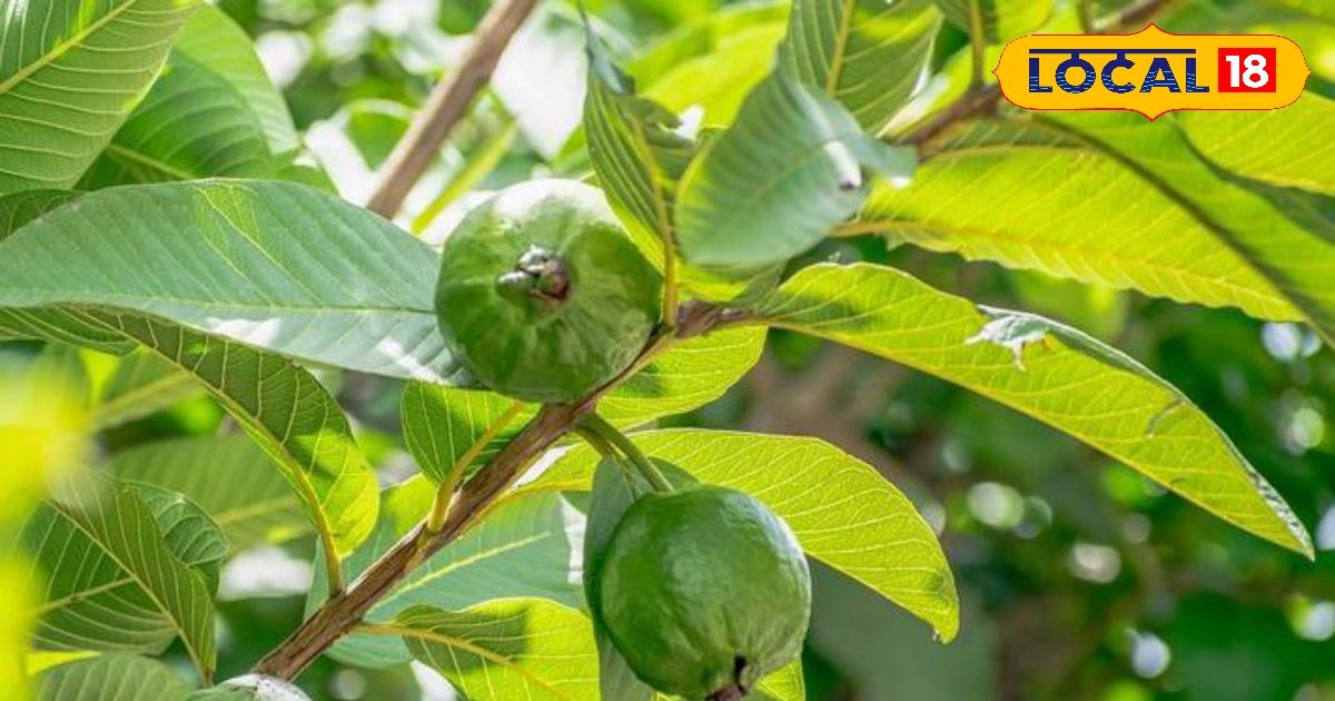 बासी मुंह चबा लें इस फल की पत्तियां, मुंह के छालों से लेकर मोटापे और पेट की कई बीमारियों से मिलती है राहत