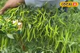 Chilli cultivation: औरंगाबाद में बड़े पैमाने पर हो रही मिर्च की खेती, किसान सालाना 7 लाख रुपए की कर रहे कमाई