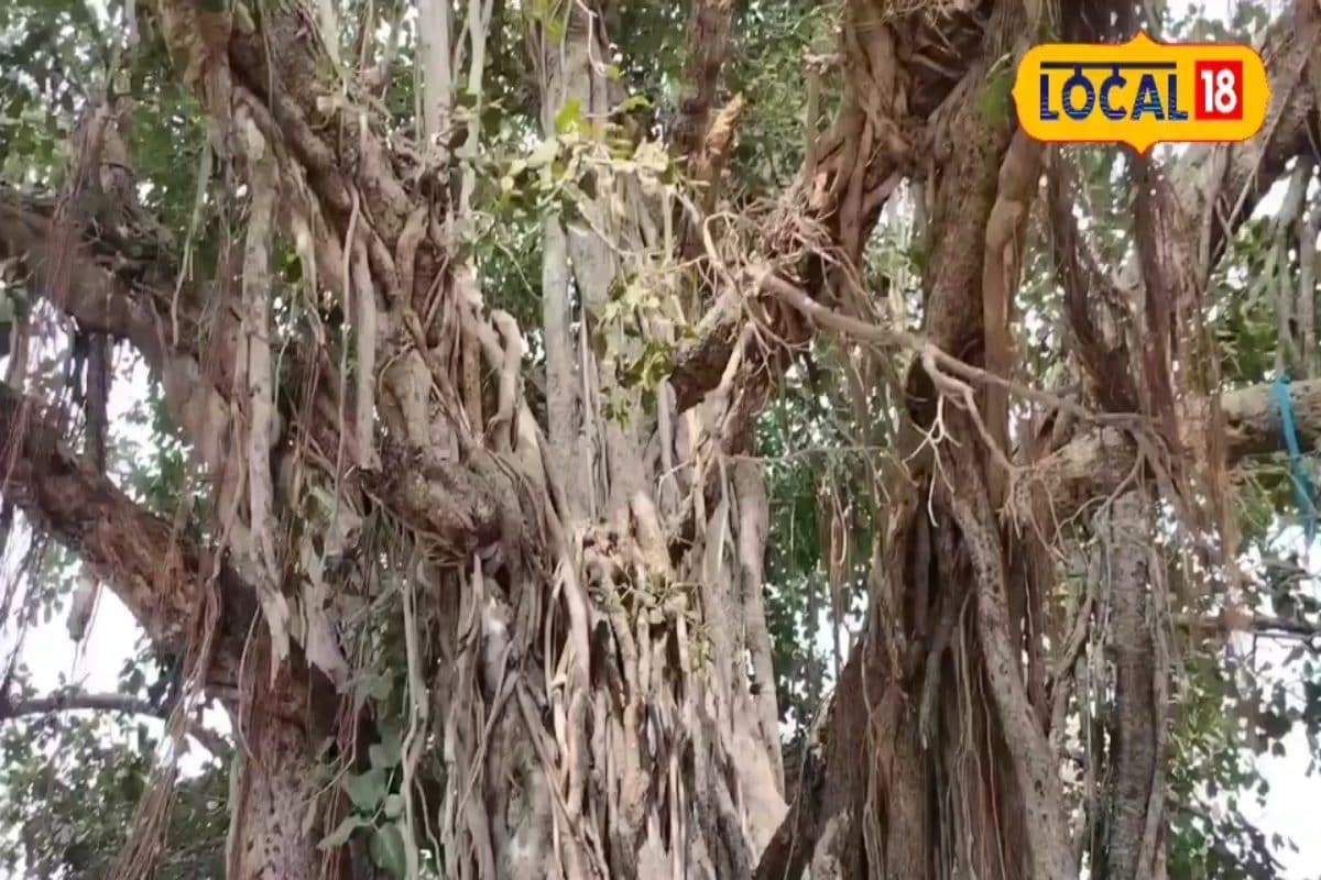 बिलासपुर में 250 सालों से खड़ा है यह अनोखा पेड़! लोग करते हैं इसकी पूजा.......