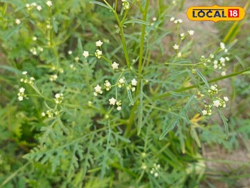 कांग्रेस