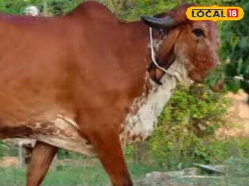 गाय