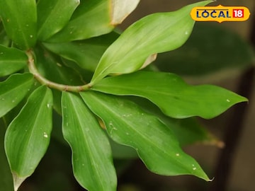 डायबिटीज