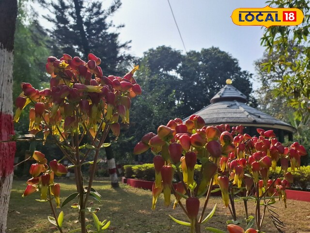 पथरी को खत्म कर देगा ये जादुई पौधा...खजाने से कम नहीं इसका रस