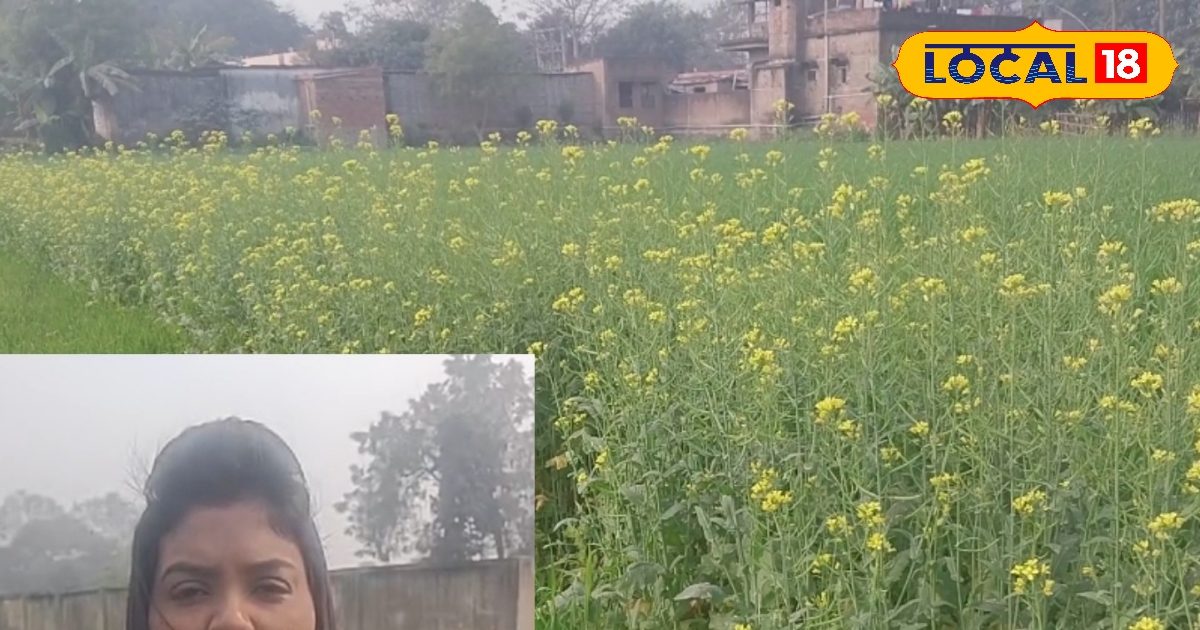 Ladhani Insect दलहन और तिलहन के लिए खतरनाक है यह कीट, उत्पादन को करता है प्रभावित ...