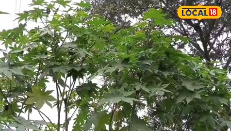 औषधीय