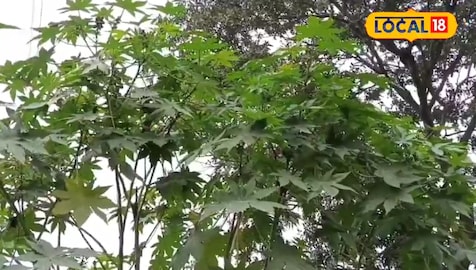 औषधीय औषधीय