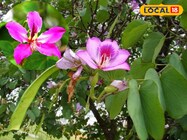 कचनार का पौधा इम्यूनिटी बढ़ाने में सहायक, पत्ते और फूल एंटीऑक्सिडेंट से भरपूर