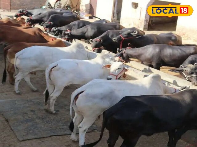 मुख्यमंत्री मंगला पशु बीमा योजना: लॉटरी प्रणाली का चयन किया जाएगा, बीमा 5 लाख के लिए होगा