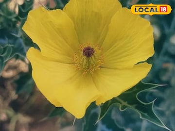 सत्यानाशी सत्यानाशी