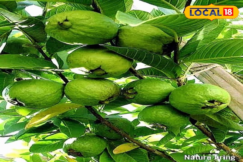 Agriculture News,japani red diamond guava,guava prodcution, red Diamond Guava, Japanese Red Diamond Guava Cultivation, Japanese Red Diamond Guava Rate, How to Cultivate Japanese Red Diamond Guava, जापानी रेड डायमंड अमरूद, जापानी रेड डायमंड अमरूद की खेती, जापानी रेड डायमंड अमरूद का रेट, कैसे करें जापानी रेड डायमंड अमरूद की खेती