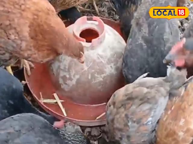 लोग भी न क्या-क्या करते हैं! इस किसान का दावा- मुर्गियों को शराब पिला बचाई जान लोग भी न क्या-क्या करते हैं! इस किसान का दावा- मुर्गियों को शराब पिला बचाई जान