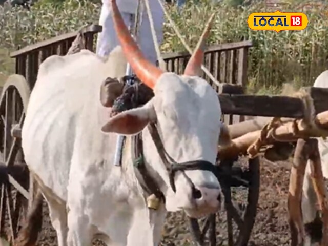 दोनों आंखों से अंधा लेकिन मेहनत में सबसे आगे! इस बैल की कहानी आपको रुला देगी