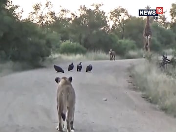 Prey and hunters came face to face and were stunned to see each other! Prey and hunters came face to face and were stunned to see each other!