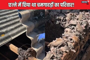Noises were coming from the balcony throughout the night, the family could not sleep, lost consciousness as soon as the roof was lifted Noises were coming from the balcony throughout the night, the family could not sleep, lost consciousness as soon as the roof was lifted