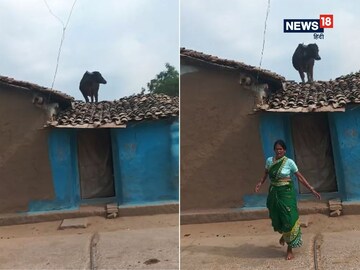 Buffalo climbed on the roof of a kutcha house, frightened woman ran out of the house!