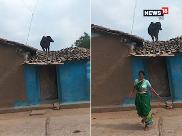 Buffalo climbed on the roof of a kutcha house, frightened woman ran out of the house! Buffalo climbed on the roof of a kutcha house, frightened woman ran out of the house!