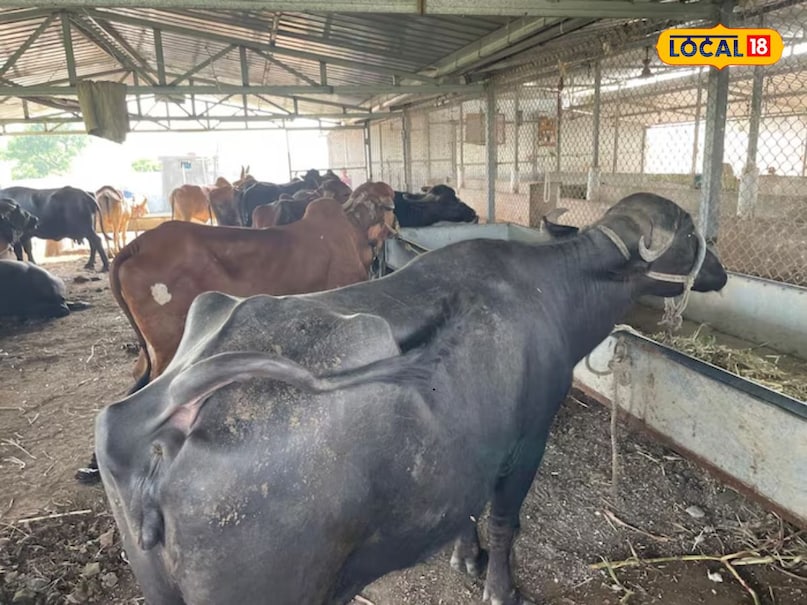 Buffaloes Care Tips