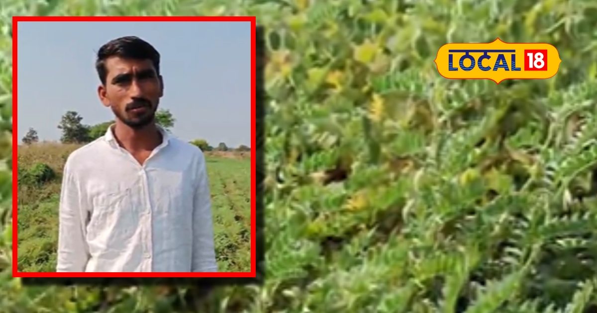 chickpeas farming vishnu rathod success story techniques earning sa ...