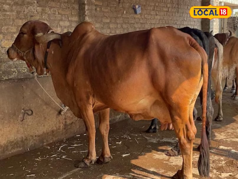 cow milk business cow milk business