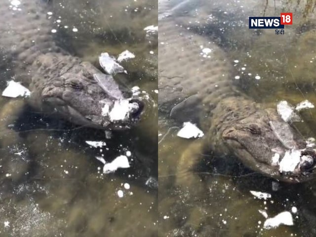 बर्फ में जमा दिखा 'मरा' हुआ मगरमच्छ, नाक निकली थी बाहर, अचानक हुआ कुछ ऐसा!