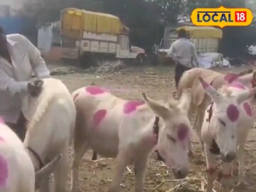 Unparalleled demand for donkeys from Gujarat in the donkey market! Bidding up to Rs 1 lakh