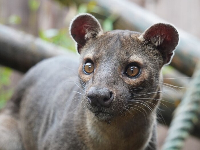 આ પ્રાણીને જોઈને તમે મૂંઝાઈ જશો, તમે નક્કી નહીં કરી શકો કે તે બિલાડી છે કે નોળિયો! 2 Canva