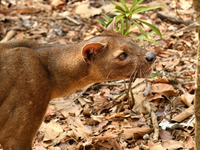 આ પ્રાણીને જોઈને તમે મૂંઝાઈ જશો, તમે નક્કી નહીં કરી શકો કે તે બિલાડી છે કે નોળિયો! 3 Canva