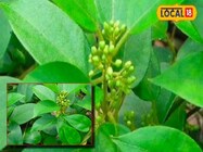 इलाज का पूरा बचेगा खर्चा! सुबह खाली पेट चबा लें इस पौधे के 2 पत्ते, शुगर....