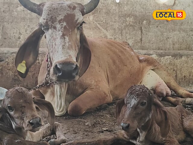 यहां गिर गाय ने दो बछड़ों को दिया जन्म! जानिए क्यों ये रेयर ऑफ द रेयरेस्ट घटना
